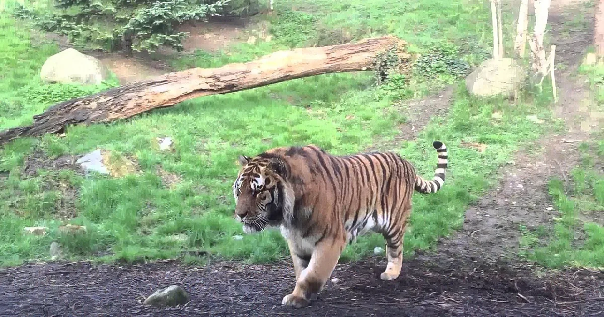 Tiger at Dublin Zoo Decides to Wake up Tigress From Nap. Her Reaction? Predictable yet Hilarious.