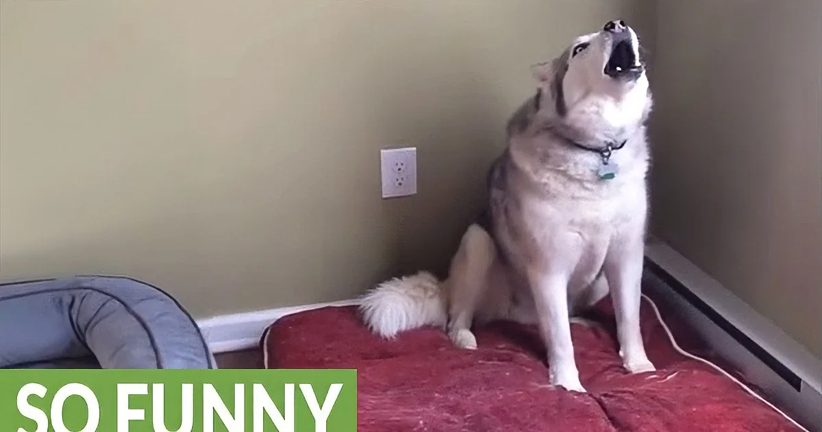 A husky sits on a red bedspread, mouth open, appearing to howl or bark.