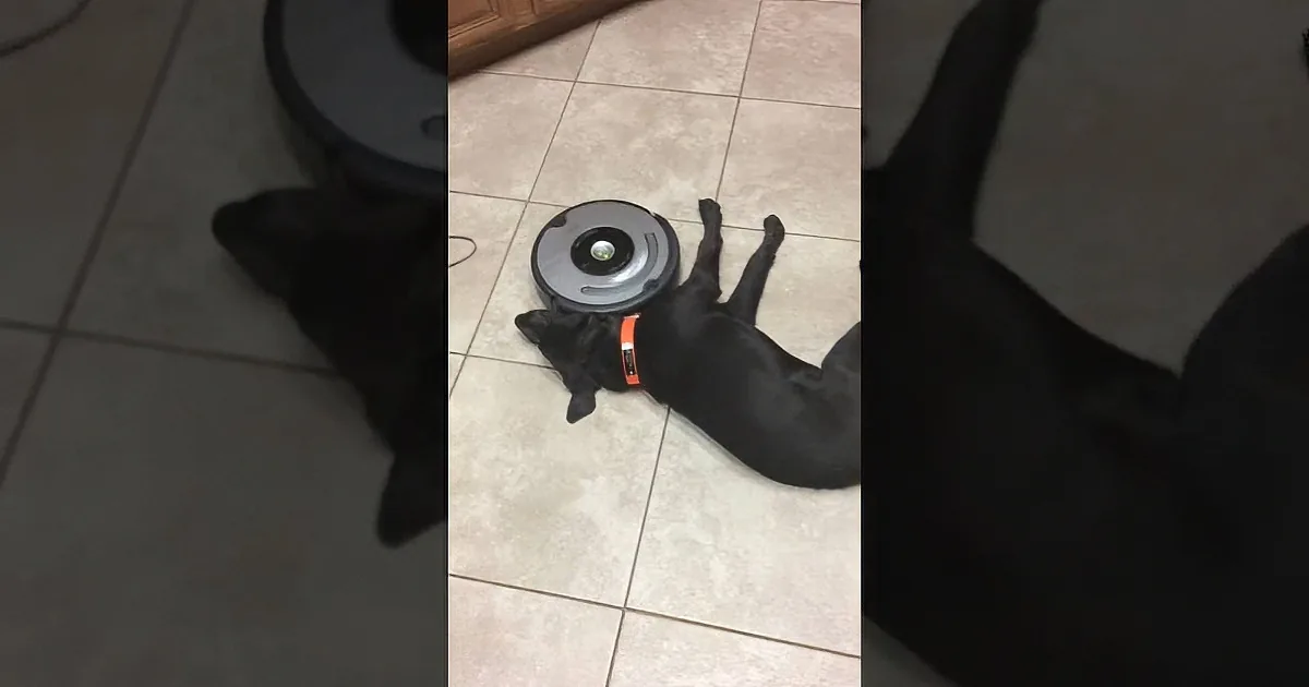 Roomba Takes on Black Lab Pup to Clean Kitchen. Who Is the Winner Here? All of Us.
