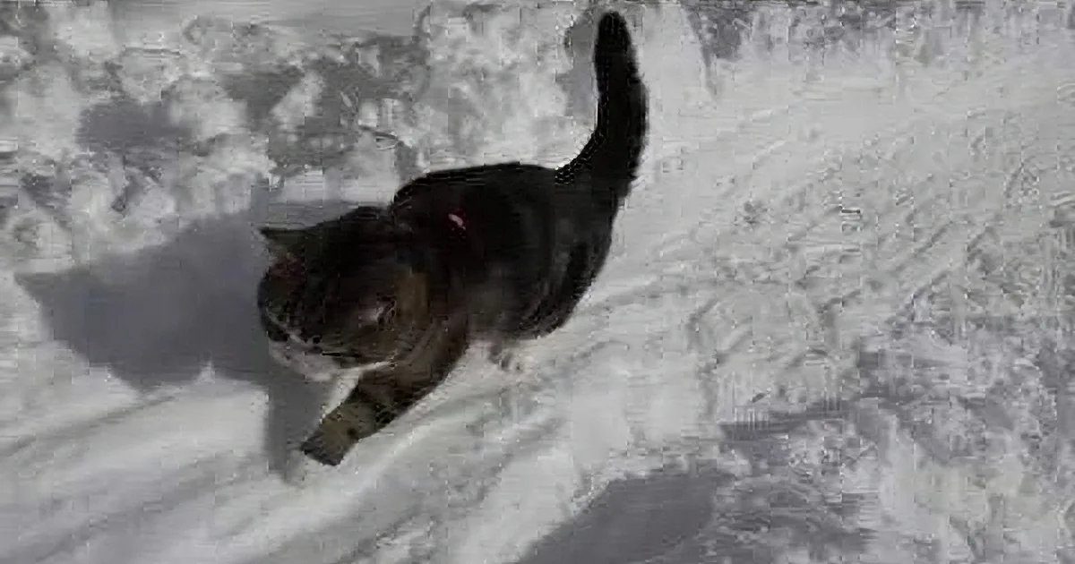 Maru the Cat Ventures Outside on Snow Day. His Sledding Adventures Are Awesome.
