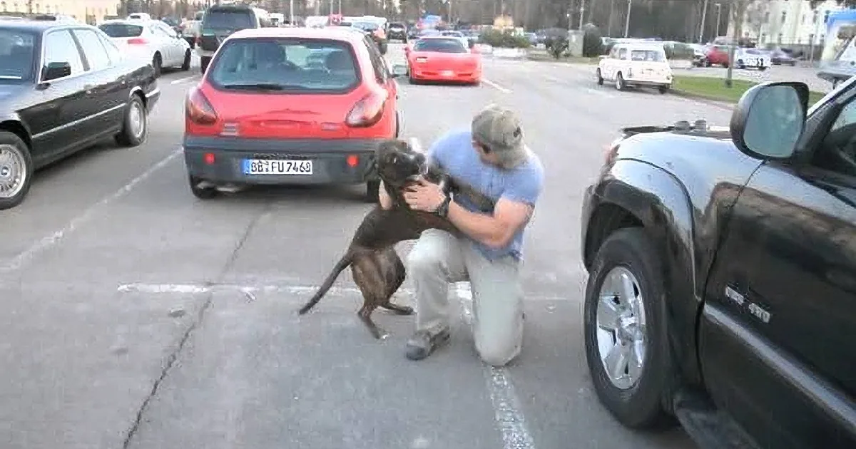 A man holds a dog in a parking lot, surrounded by cars and a sidewalk.