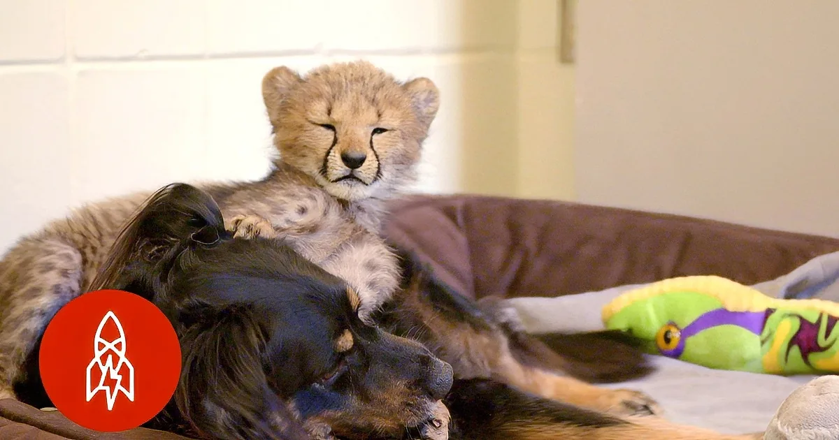 Five-Year-Old Dog Is Nanny for Orphaned Cheetah. I Couldn''t Believe the Other Animals.