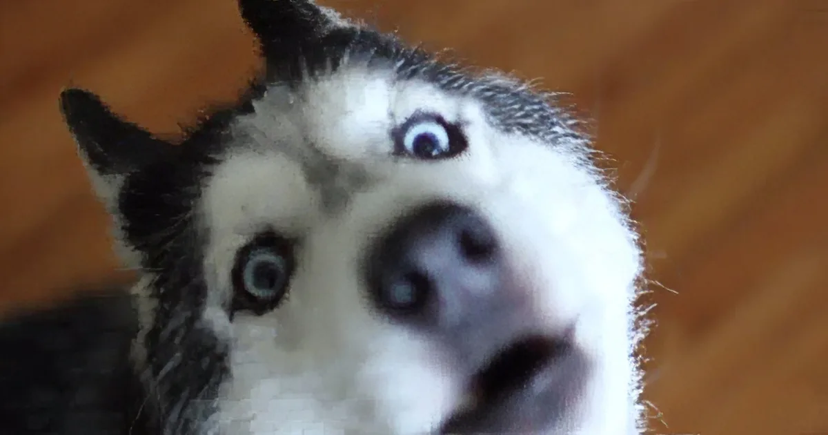 A close-up of a husky dog with striking blue eyes, looking directly at the camera.