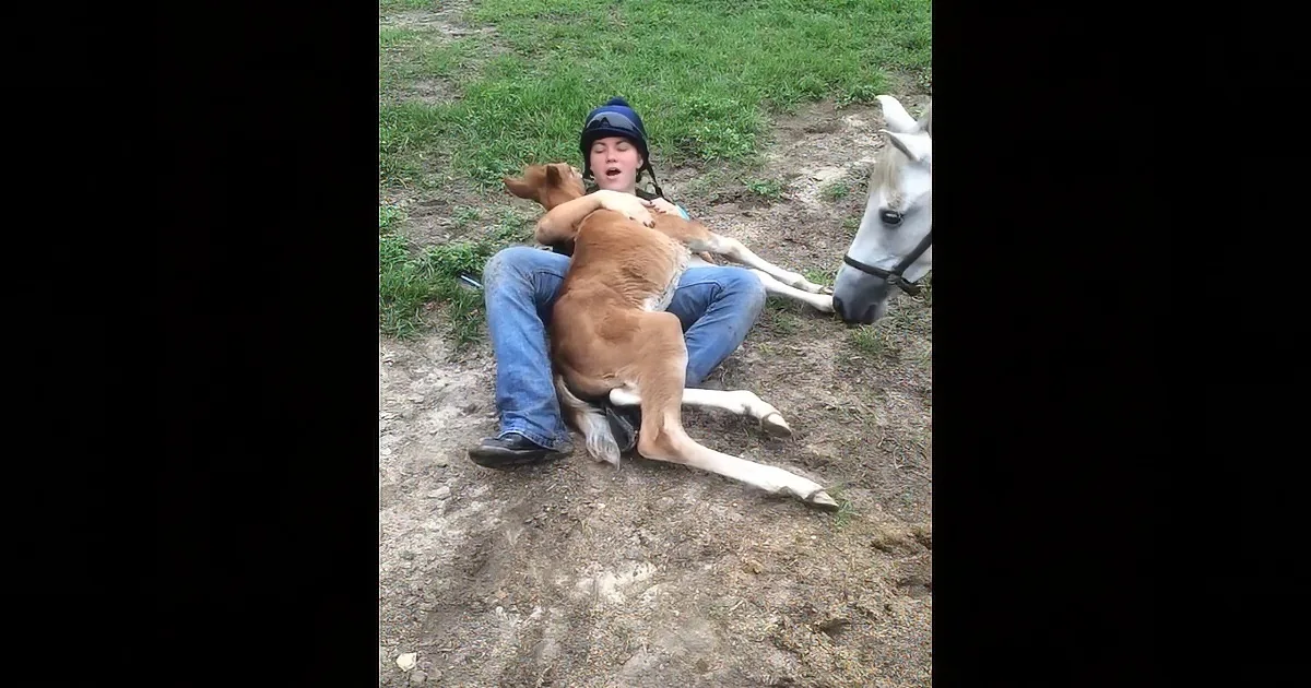 A person in a helmet lies on the ground with a small horse, both appearing relaxed.