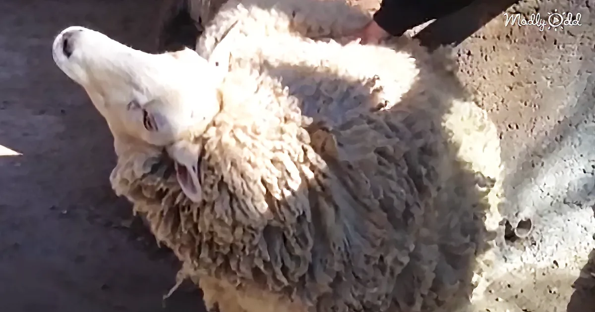 Sheep Has an Itch She Just Can''t Reach and Enlists the Help of Her Fans