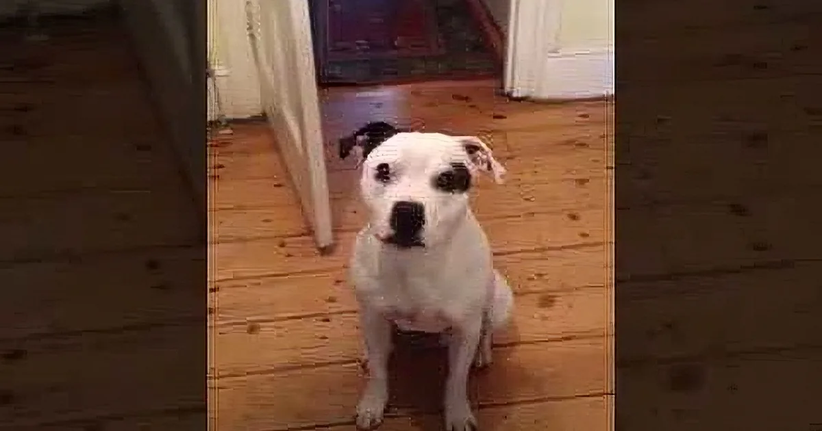 A white dog with black spots sits on a wooden floor, looking directly at the camera.