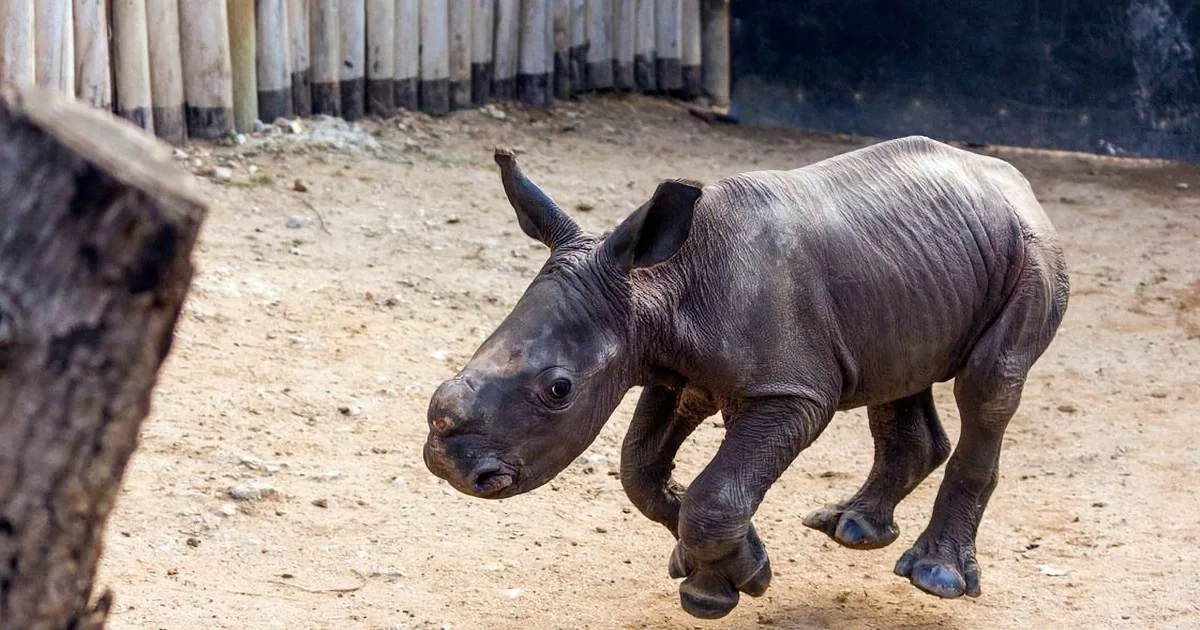 Orphaned Baby Rhino Runs Ahead of His Friends. His Reaction When Called Back? Amazing.