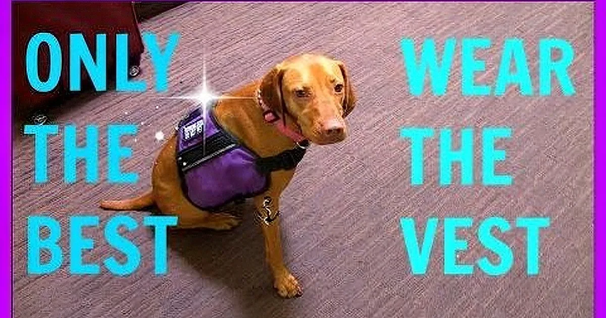 A dog wearing a purple vest with text saying "ONLY THE BEST WEAR THE TOP" sits on a carpeted floor.