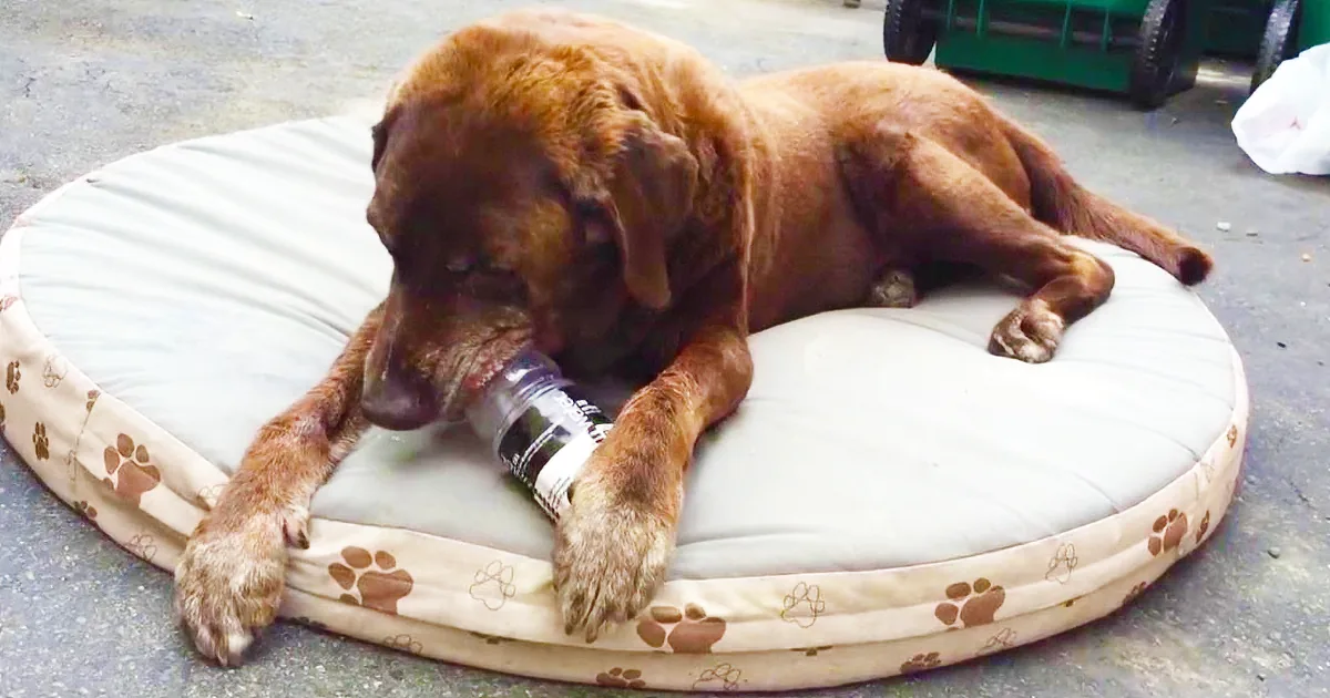 A brown dog lies on a circular dog bed, chewing on a plastic bottle.