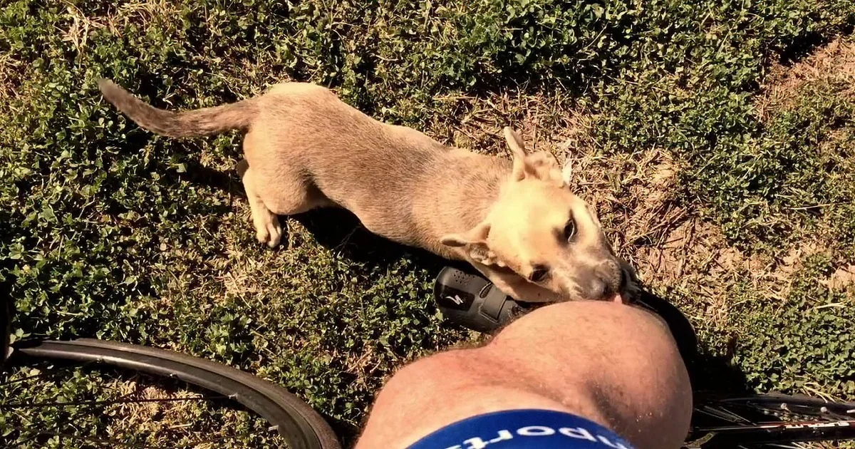 A dog sniffs a person's leg while lying on grass near a bicycle wheel.