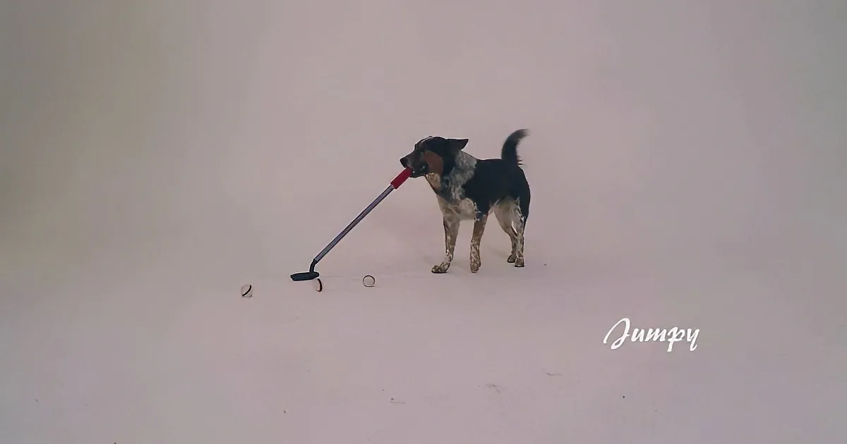 A dog holds a red and silver stick in its mouth, standing on a white surface with scattered objects.