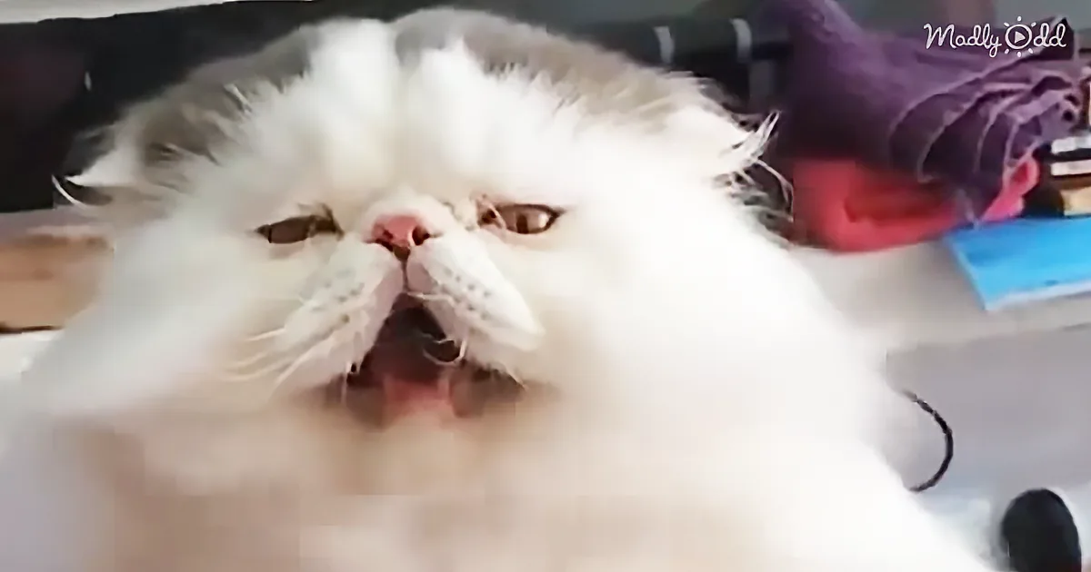 A fluffy white cat with closed eyes and a pink nose is the main subject.