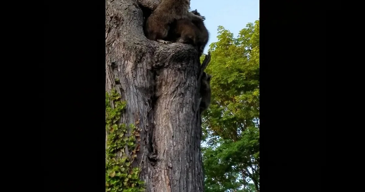 Two raccoons are perched on a tree trunk, surrounded by green foliage.