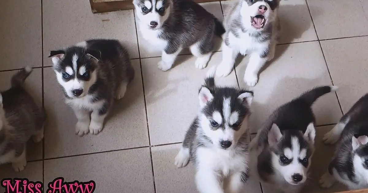 Several adorable Husky puppies with striking blue eyes and black and white fur are gathered on a tiled floor.