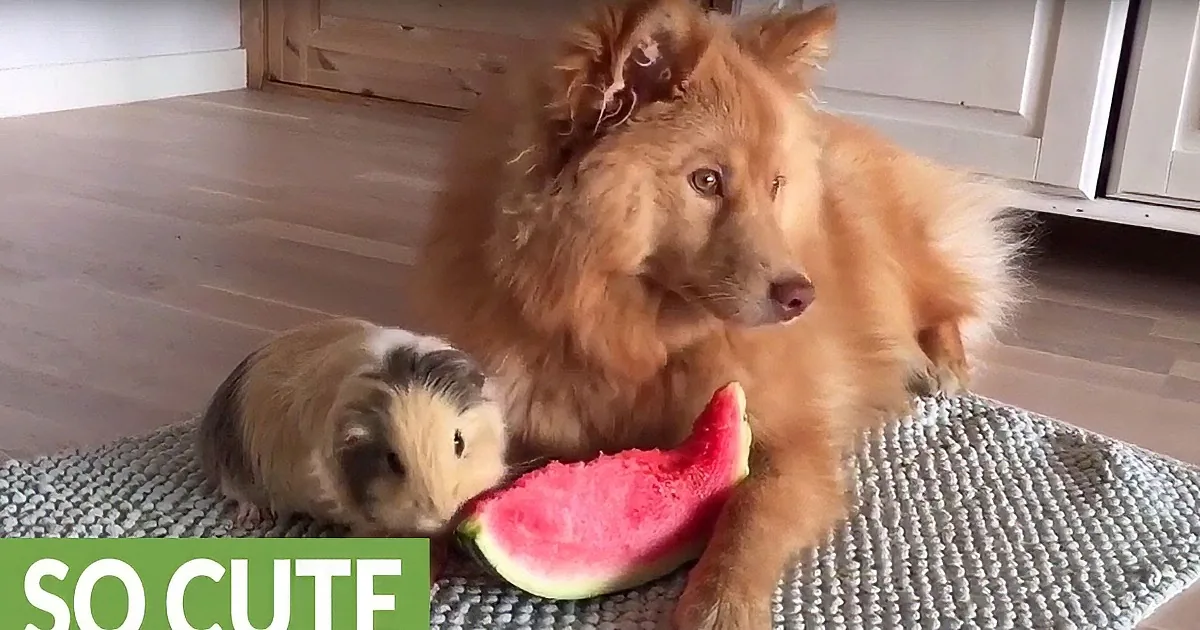 A fluffy brown dog is lying on a mat, eating a watermelon, with a caption saying "SO CUTE."