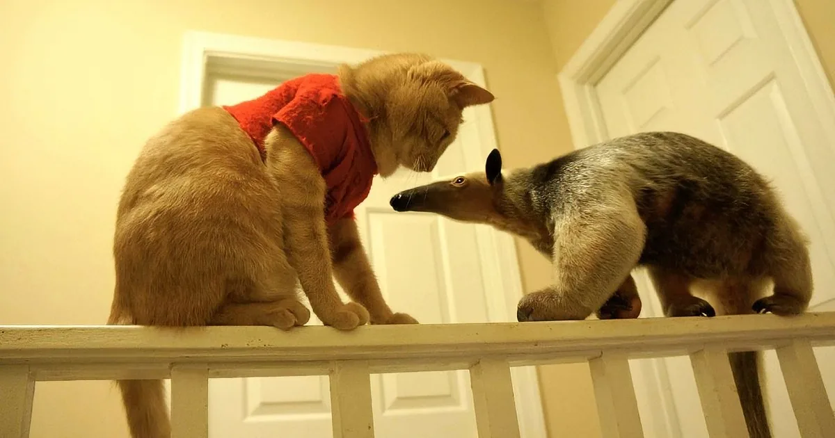Mommy Has a Cat, Kangaroo, and an Anteater in Same House. They Are All so Precious!