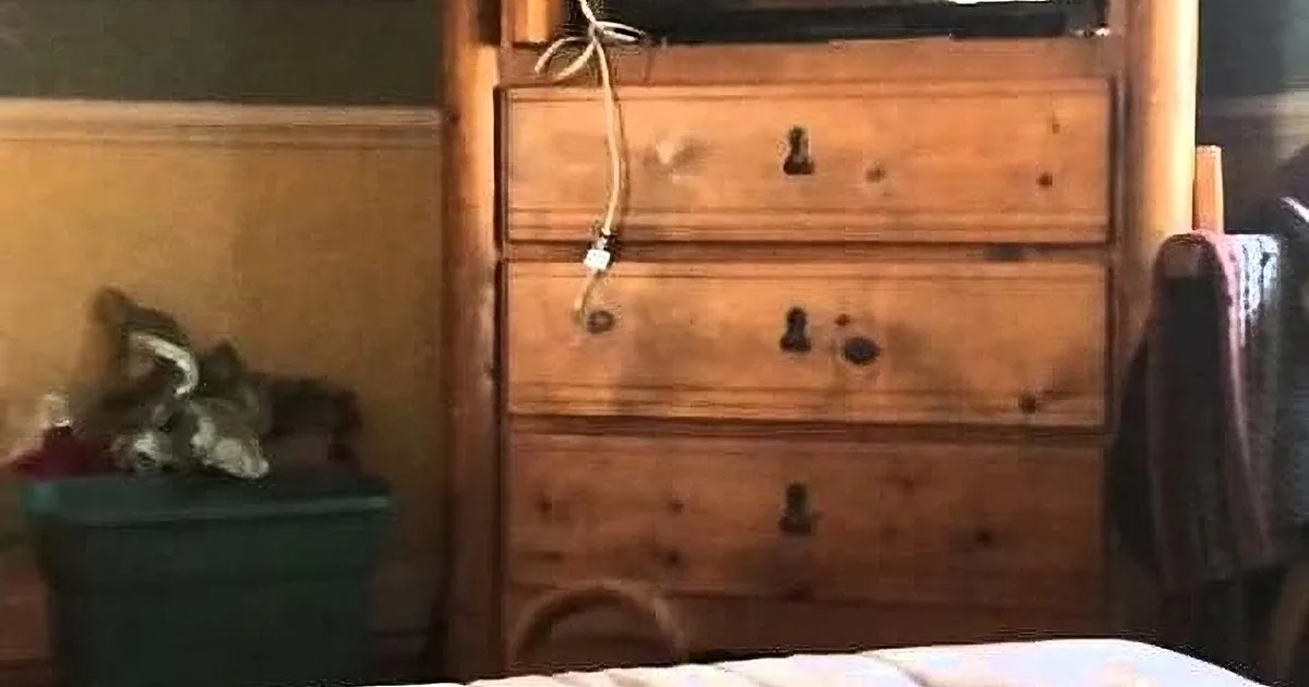 Mommy Throws Scrunchie for Cat to Catch. My Jaw Dropped at His Next Move.