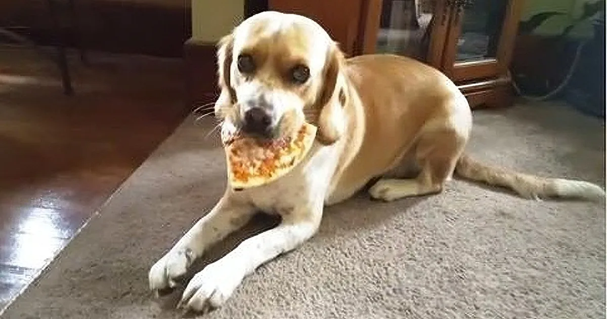 A dog with a slice of pizza in its mouth is lying on a carpeted floor.