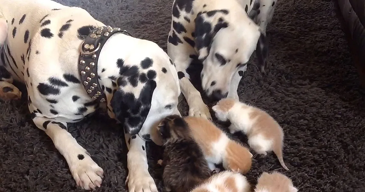 Dalmatians Bring in a Litter of Orphaned Kittens Into Fold. I Loved How They All Interacted!