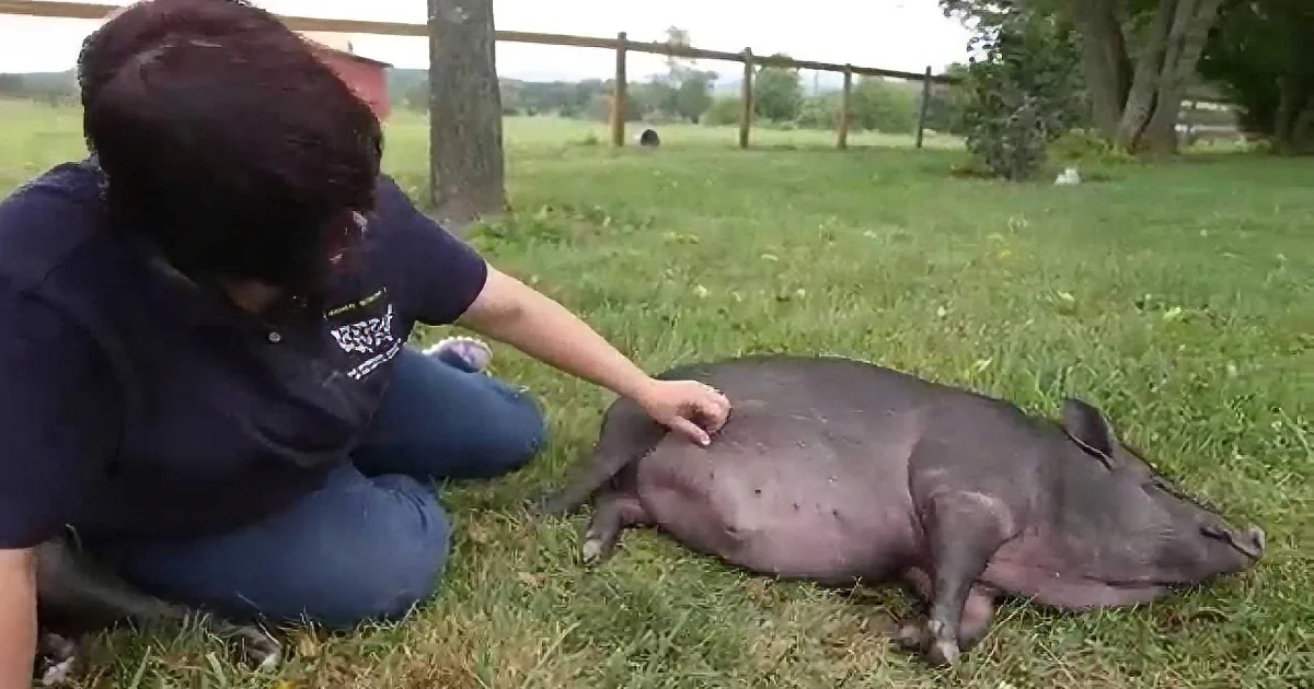 Woman Adopts Large Potbellied Pig. I Can''t Believe How Famously They Get Along!