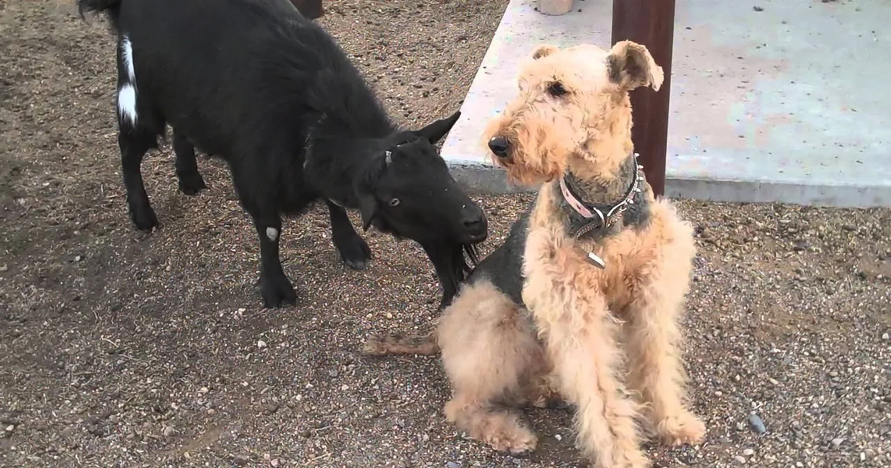 Goat Keeps Trying to Make Weird Advances on Dog. I Was Amazed at the Doggie''s Patience.