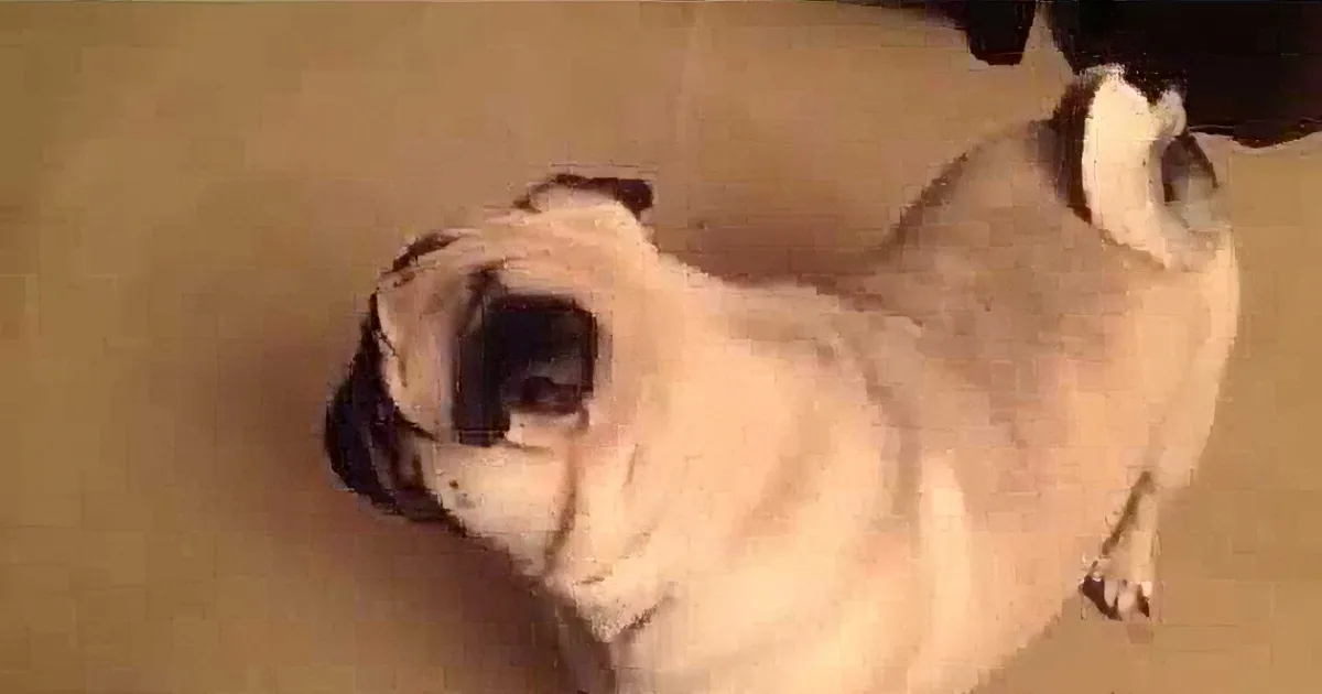 Mommy Tells Her Pug That It''s Bedtime. I Have Never Seen Such a Tantrum Before.