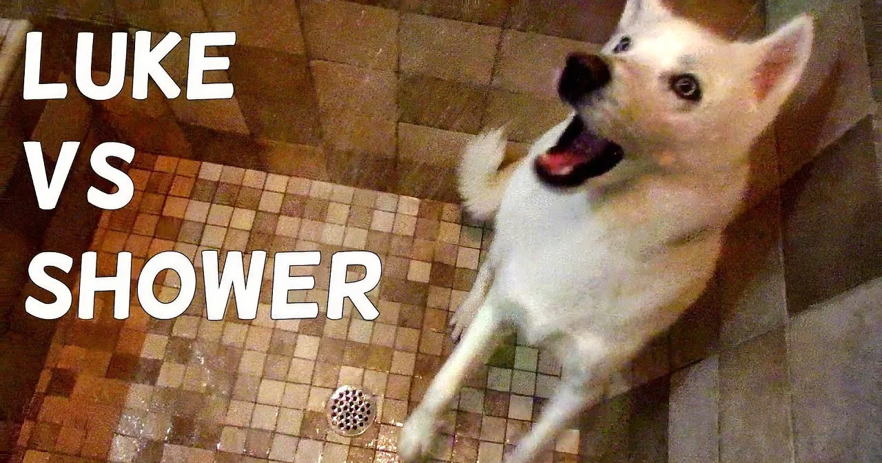 A white dog with a happy expression is in a shower with the text "LUKE VS SHOWER" overlaid.