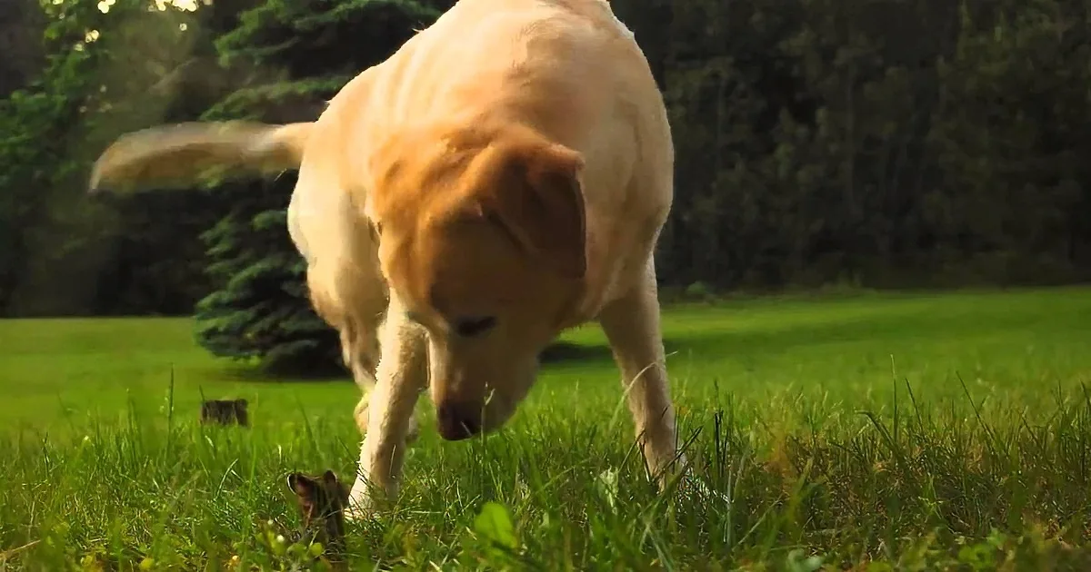 A golden retriever sniffs the grass near a small animal peeking out.