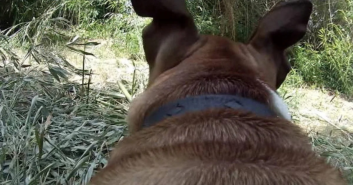 A dog, possibly a pit bull, is holding a bamboo stick with its mouth, standing in a grassy area.