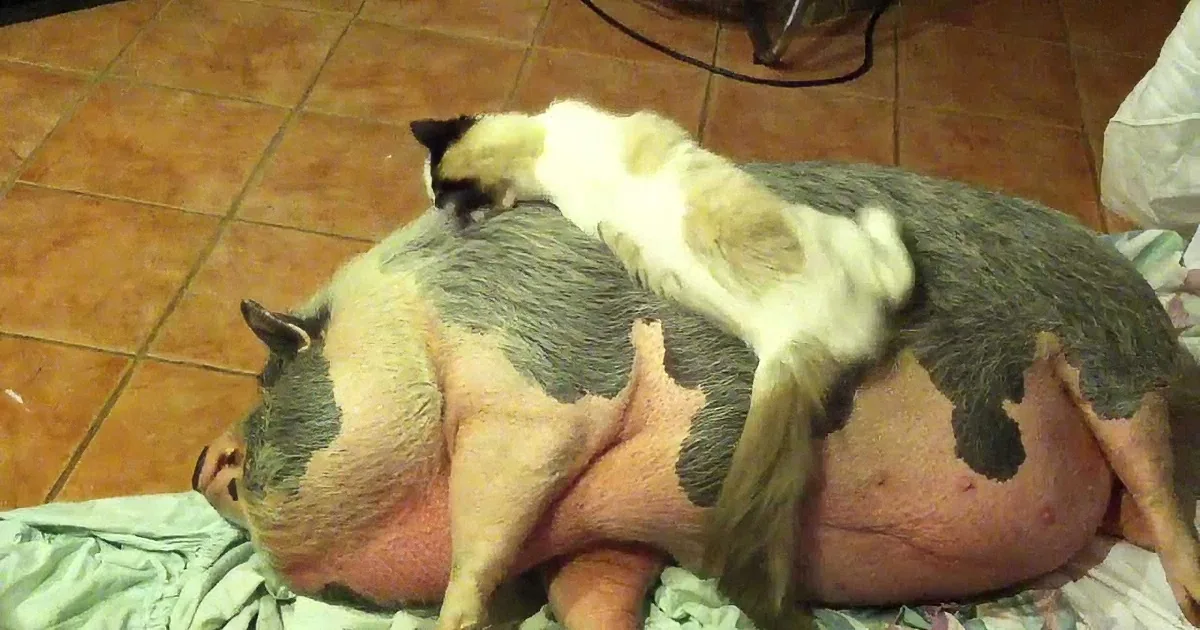 Female Kitten Is Ready to Take a Nap. My Jaw Dropped at What Was Her ''Bed''.