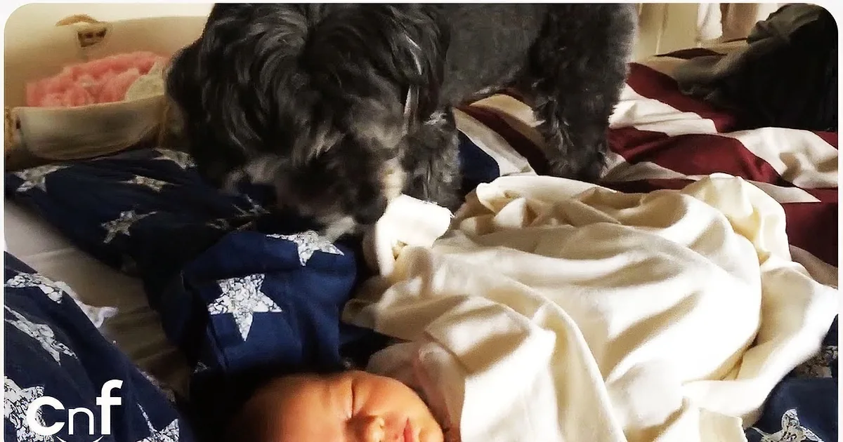 Dog Is ''Babysitting'' Sleeping Baby. I Loved What He Did to Help the Snoozing Babe.