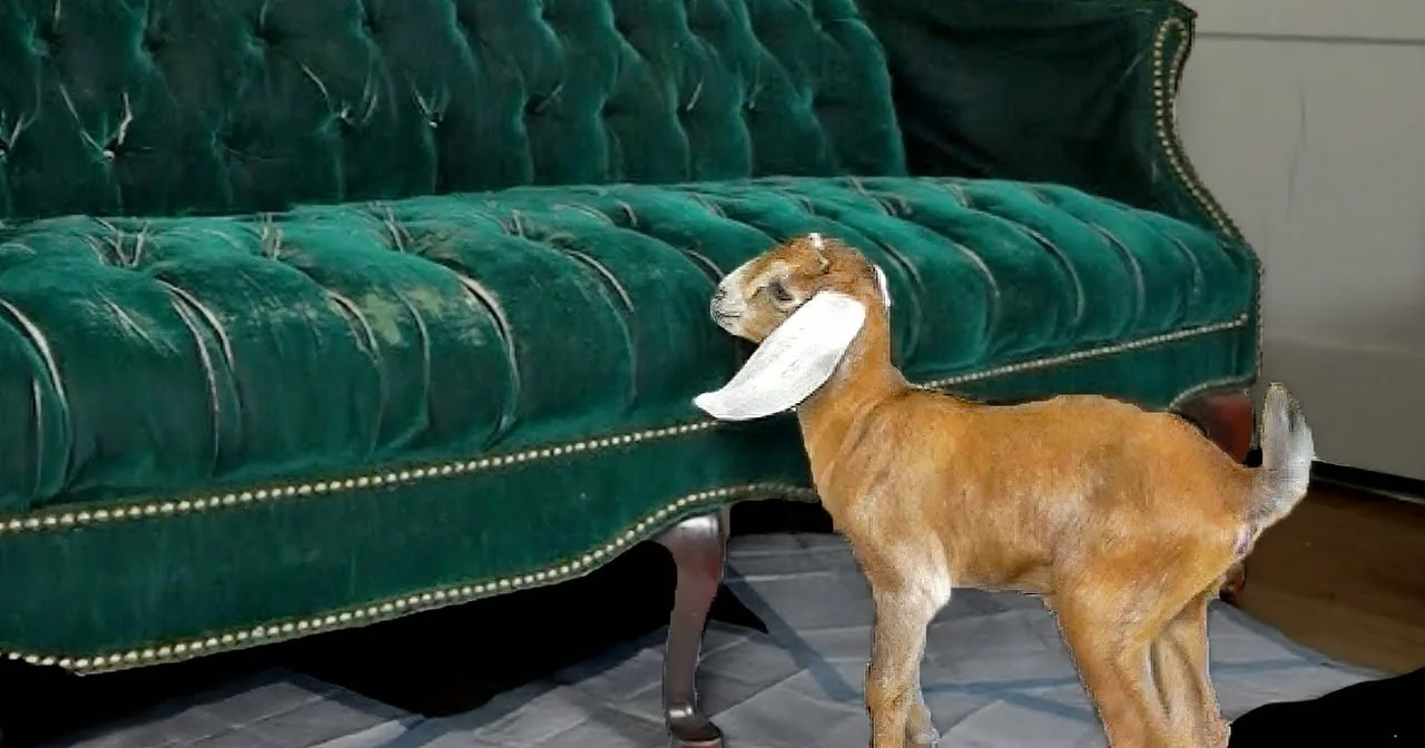 Two Baby Goats Attempt to Jump Onto Sofa With Predictably Hilarious Results