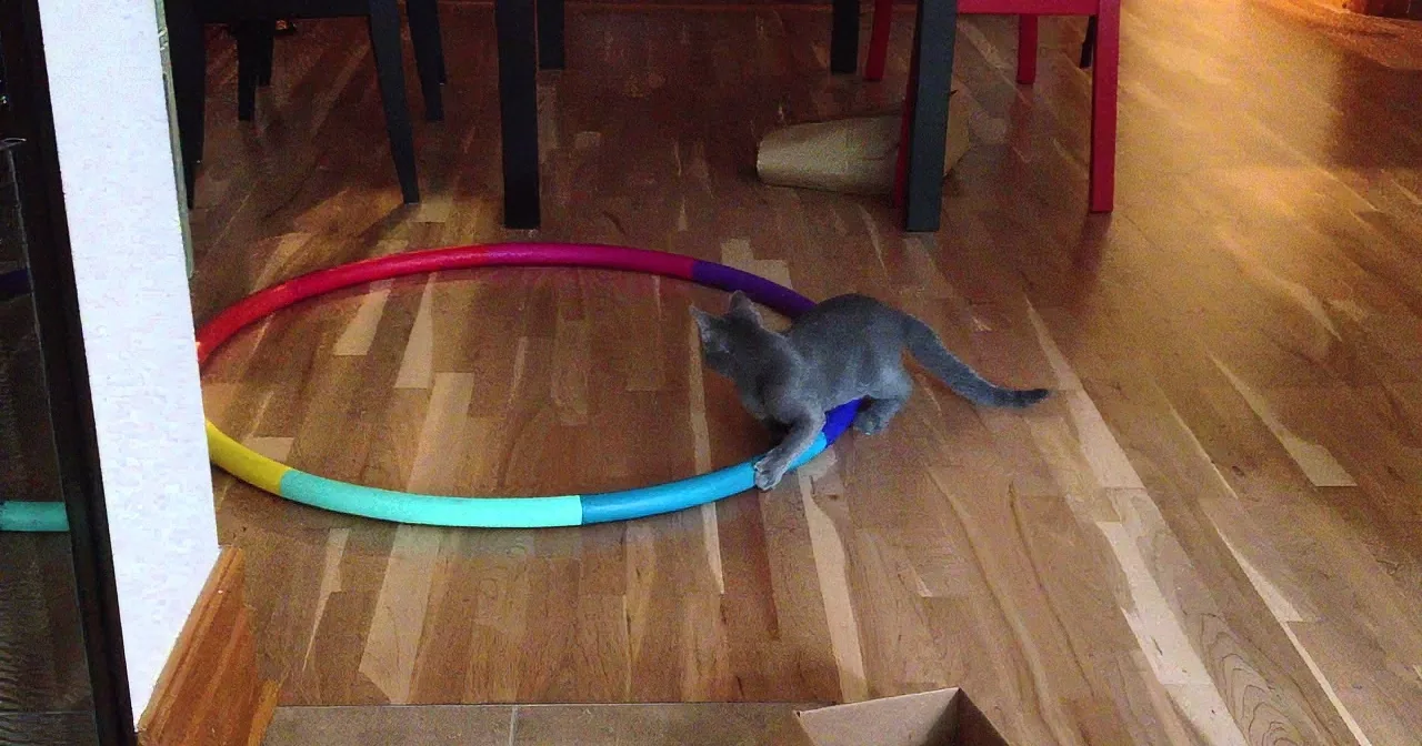 Cat Sees Hula Hoop Lying on Floor. I Cracked up at What He Did With It Next.