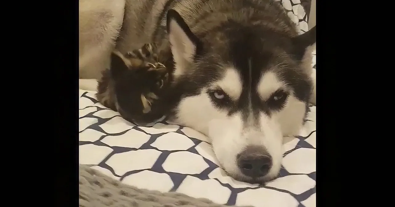 Kitten Tries to Annoy World''s Most Patient Husky. Doggie''s Deadpan Expression? Priceless.