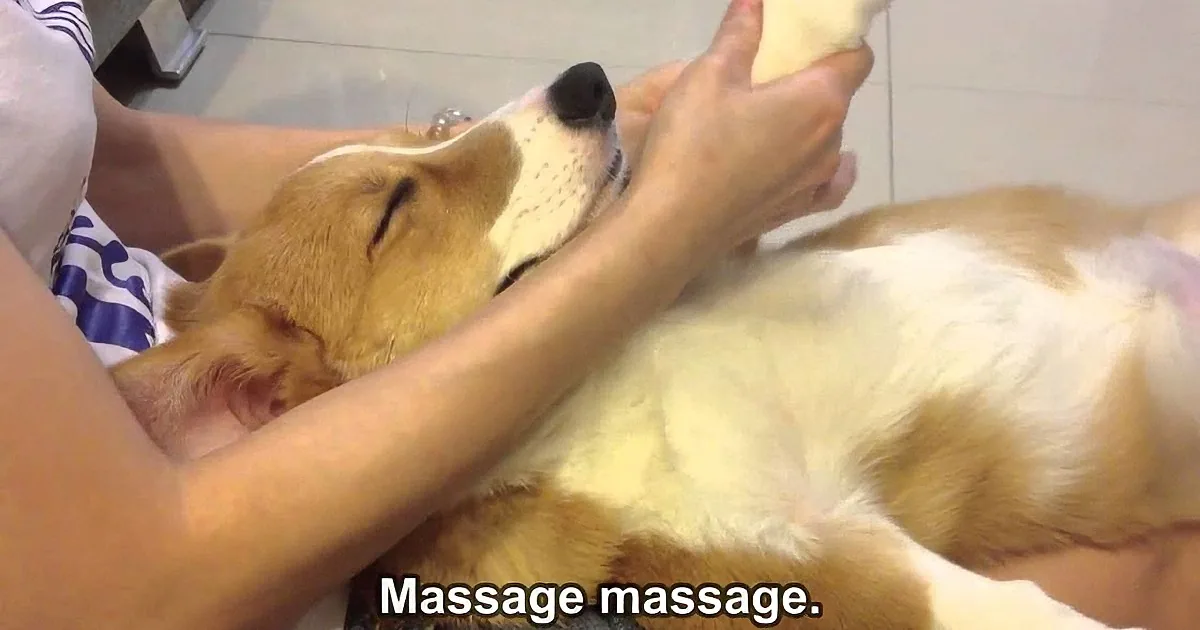 A dog is receiving a massage, appearing relaxed with its eyes closed.
