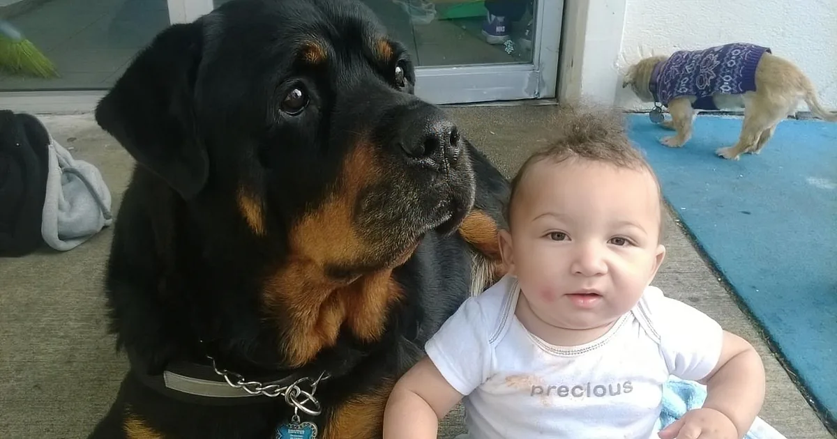 A Rottweiler and a baby are sitting together, with the dog wearing a collar and the baby wearing a shirt that says...