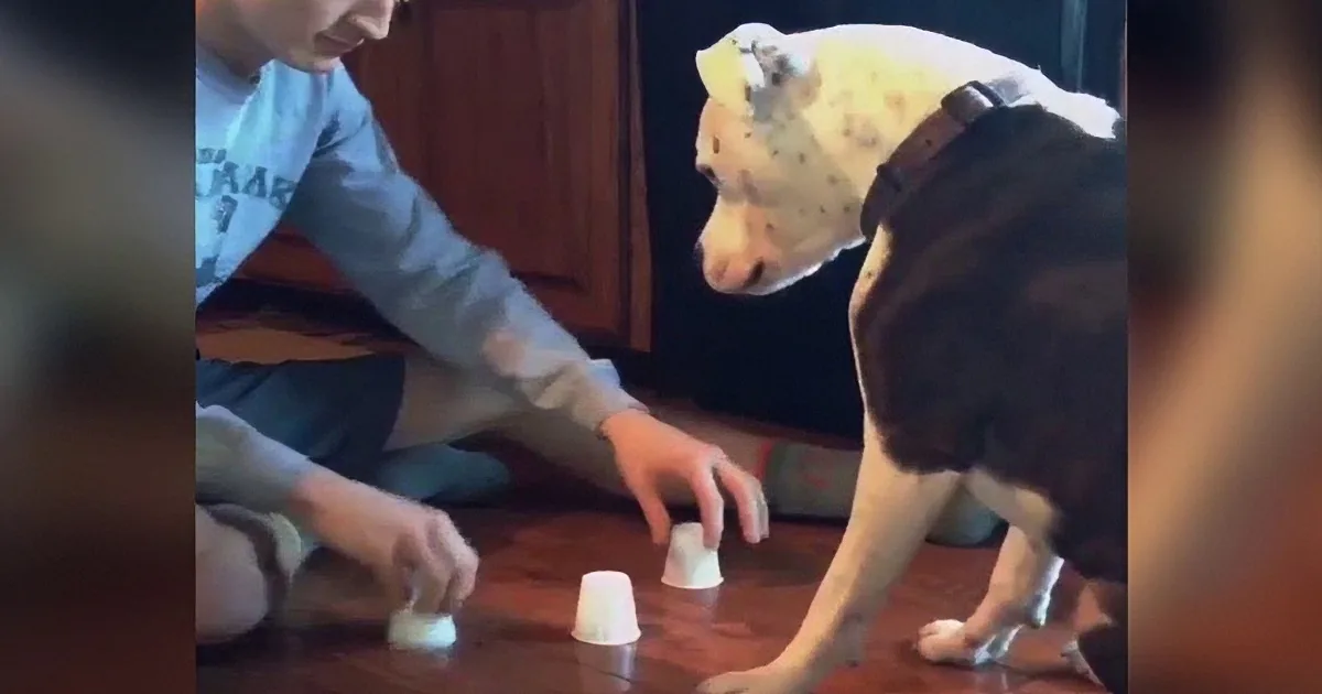 A dog wearing a hat and a person playing a game with cups on the floor.