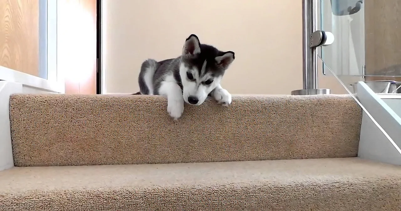 A cute husky puppy is lying on its stomach on a carpeted staircase, looking down.