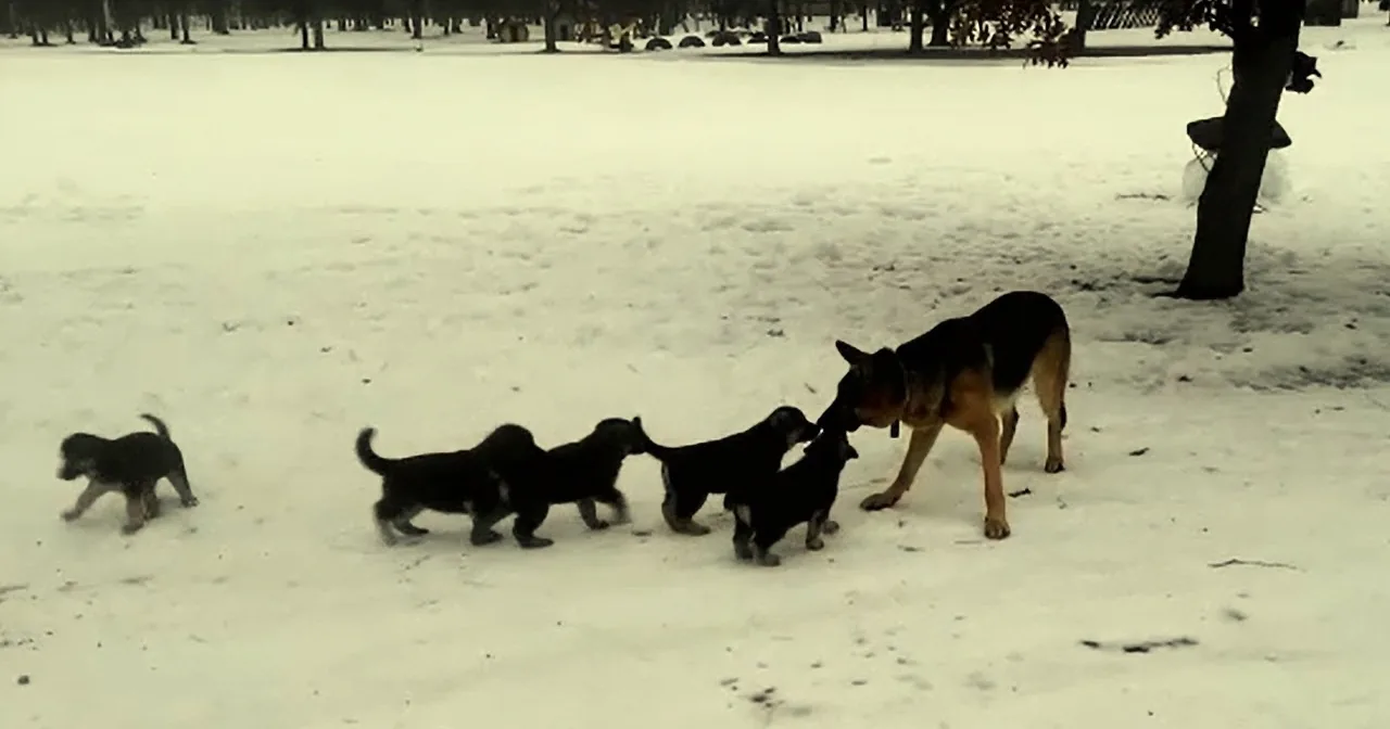 A German Shepherd leads her puppies through a snowy landscape.