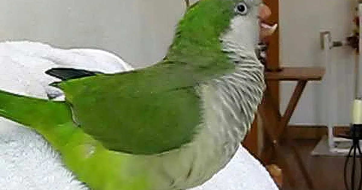 A green and white parrot perches on a white towel, with a wooden table and chair in the background.