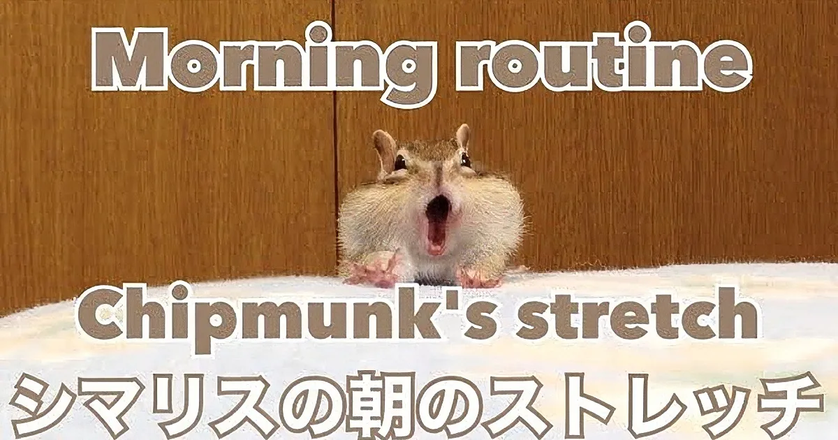 A chipmunk with striped fur is peeking out from under a piece of furniture.