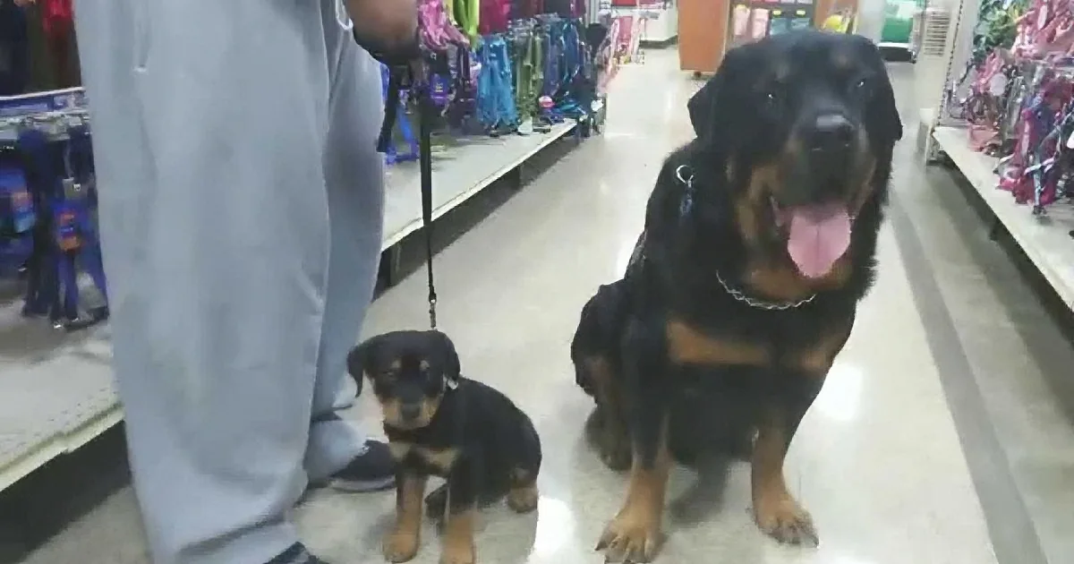 A Rottweiler and a puppy sit on a leash in a store aisle, looking happy and alert.