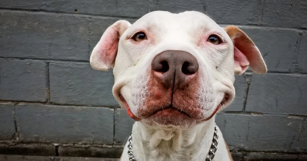 A white dog with pink ears and a chain collar stands in front of a gray brick wall.