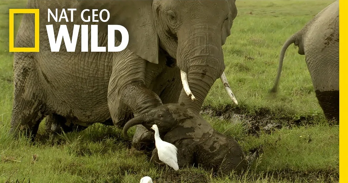 Elephants and a bird in a grassy field, with a Nat Geo Wild logo in the corner.
