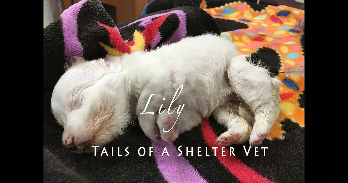 Small Puppy Found in Park Nurtured Back to Health, Wait Till You See How Tiny She Was