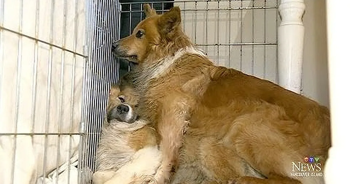 A brown dog is lying down, resting its head on another dog's body, both in a wire enclosure.
