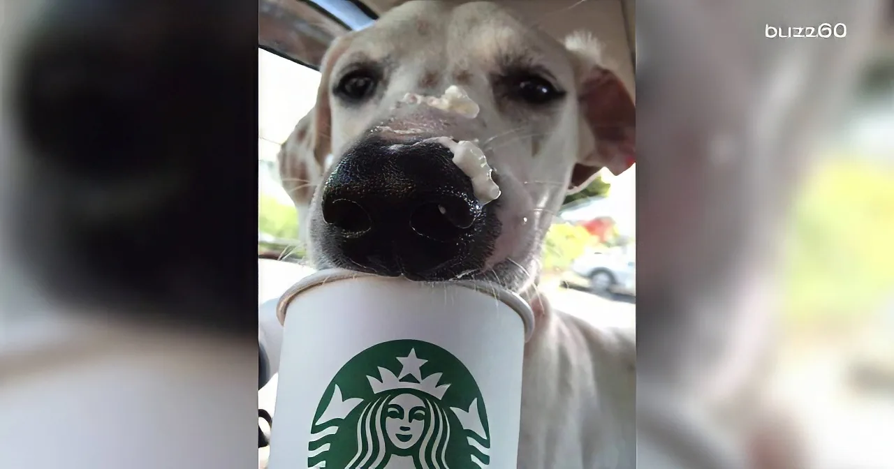 A Unique Shelter in Washington Takes Dogs, but Wait Till You Find out Their Real Motive!