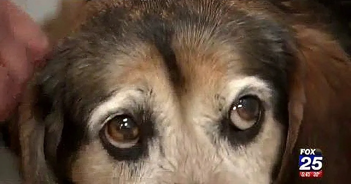 A close-up of a dog's face with a hand gently petting it, showing a calm and affectionate moment.