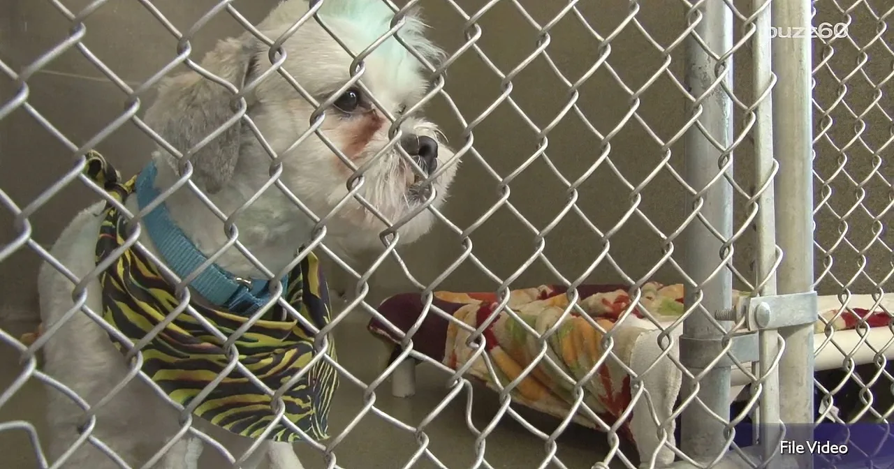 Footballer Adopts a Dog From the Shelter, Not Just Any Kind of Dog!