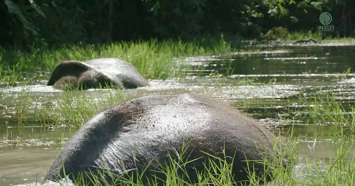 Elephants partially submerged in a river, surrounded by lush greenery.